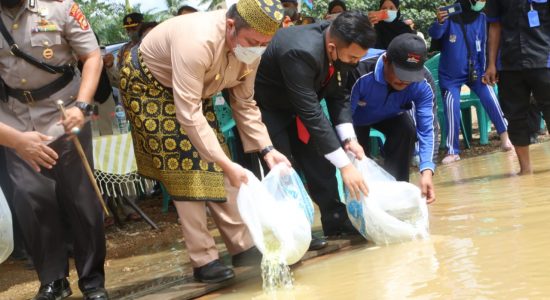 Herman Deru Tebar Puluhan Ribu Benih Ikan di Sungai Rawas