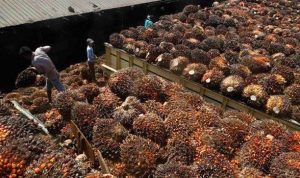 Indonesia Produsen Kelapa Sawit Terbesar, tapi Tak Bisa Kendalikan Harga CPO