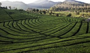 Komitmen Reforma Agraria Belum Terlihat Signifikan, Komnas HAM Sampaikan Ini