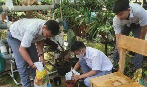 Dukung Gerakan Sumsel Mandiri Pangan, Siswa/i SMA N 14 Palembang Lakukan Ini di Sekolah