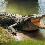 Gempar ! Peternak Sapi Diterkam Buaya di Banyuasin