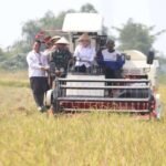 Panen Raya IP 200, Banyuasin Siap Lumbung Pangan Panen Raya IP 200, Banyuasin Siap Lumbung Pangan