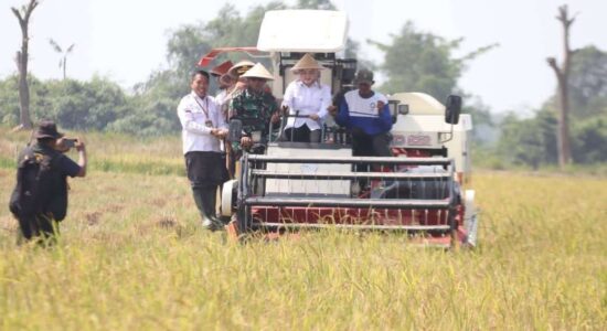 Panen Raya IP 200, Banyuasin Siap Lumbung Pangan