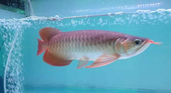 Covid - 19 Membawa Berkah, Pemuda Palembang "Kebanjiran" Pesanan Ikan Arwana.