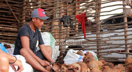 Berbagai Pihak Menyayangkan Usulan Komisi IV DPR RI Terhadap Regulasi Larangan Ekspor Kelapa