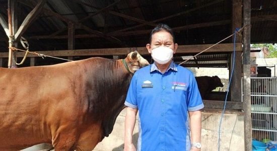 Dinas Pertanian dan Ketahanan Pangan Pastikan Hewan Kurban Sesuai Syarat