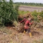 Diduga Cabut Pohon Sawit Secara Paksa, Pt. MAR Dilaporkan ke Polda Sumsel