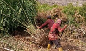Diduga Cabut Pohon Sawit Secara Paksa, Pt. MAR Dilaporkan ke Polda Sumsel