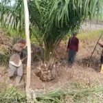 Pembongkaran Tanaman di Area HGU PT. Mar Ditegaskan Sesuai Prosedur