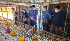 Pj Bupati Banyuasin Lakukan Monitoring Ayam di Tingkat Peternak