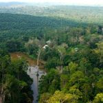 Gagalnya Konservasi di Kawasan Hutan Harapan