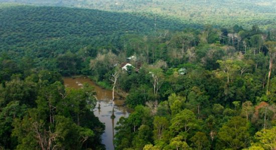 Gagalnya Konservasi di Kawasan Hutan Harapan