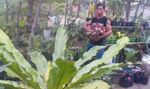 Demam Keladi, Mas Roso: Kalau Dihitung Jauh Melebihi Honor Saya