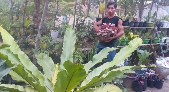 Demam Keladi, Mas Roso: Kalau Dihitung Jauh Melebihi Honor Saya