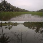 Luapan Air Masih Tinggi, Sejumlah Sawah Terendam