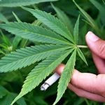 Perusahaan Tembakau Besar Lirik Ganja Sebagai Bagian dari Masa Depan Rokok