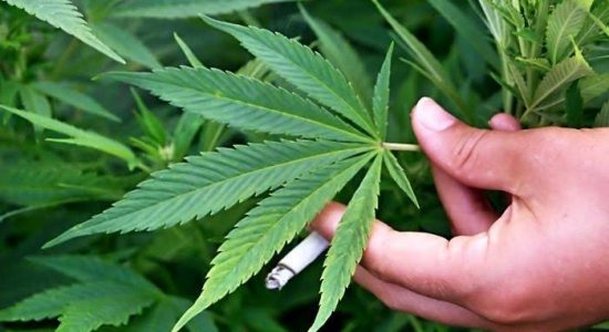 Perusahaan Tembakau Besar Lirik Ganja Sebagai Bagian dari Masa Depan Rokok