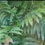 Dipercaya Bisa Mengobati Covid 19, Warga OKUS Buru Daun Sungkai