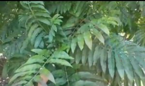 Dipercaya Bisa Mengobati Covid 19, Warga OKUS Buru Daun Sungkai