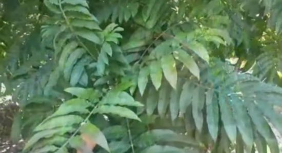 Dipercaya Bisa Mengobati Covid 19, Warga OKUS Buru Daun Sungkai