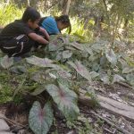 Kecil-Kecil Pemburu Keladi, Rama : Main Sambil Nambah Uang Jajan