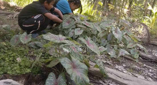 Kecil-Kecil Pemburu Keladi, Rama : Main Sambil Nambah Uang Jajan