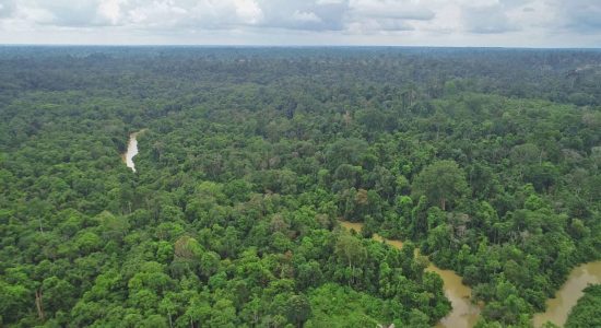 Chandra : Perusahaan Bertanggung Jawab Mengembalikan Status Hutan Harapan !