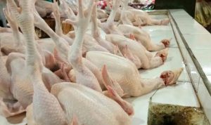 Pasokan Melimpah, Harga Ayam Potong di Palembang Turun Tajam
