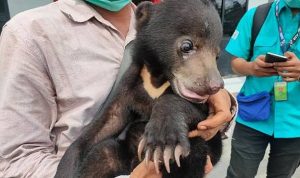 Tim PT SBAWI Serahkan Anakan Beruang Madu ke BKSDA Sumsel