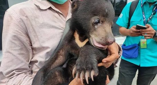 Tim PT SBAWI Serahkan Anakan Beruang Madu ke BKSDA Sumsel