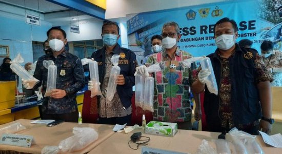 Penyelundupan Ekspor Benur Senilai 33 Miliar Berhasil Digagalkan