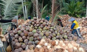 Banyuasin Bakal Ekspor Produk Turunan Sabut Kelapa