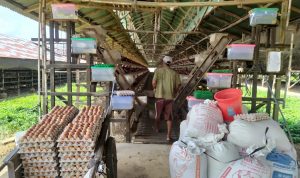 Harga Pakan Naik, Telur Ayam Sentuh Harga Rp 28 Ribu Per Kilogram