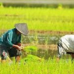 Pemerintah Akan Tambah Anggaran KUR Pertanian 2023 Jadi Rp100 Triliun