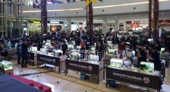 OPI Mall Aquafest 2020 ; Kontes Aquascape Pertama dan Terbesar di Palembang