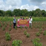 bantuan-bibit-sayuran PT Kasih Argo Mandiri Bagikan CSR Bibit Sayuran ke Gapoktan di Suak Tapeh
