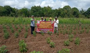 PT Kasih Argo Mandiri Bagikan CSR Bibit Sayuran ke Gapoktan di Suak Tapeh