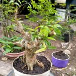 Bonsai, Hobi yang tak Lekang oleh Waktu