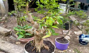 Bonsai, Hobi yang tak Lekang oleh Waktu