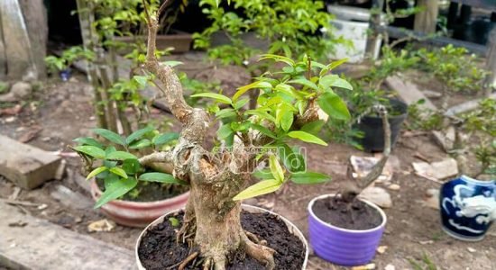 Bonsai, Hobi yang tak Lekang oleh Waktu