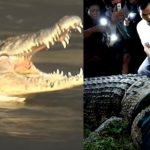 buaya-berkalung-ban Akhirnya! Buaya Berkalung Ban di Palu Berhasil Diselamatkan Super Hero Dalam Negeri
