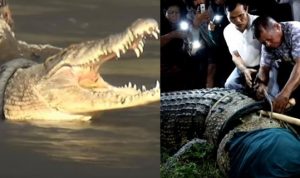 Akhirnya! Buaya Berkalung Ban di Palu Berhasil Diselamatkan Super Hero Dalam Negeri