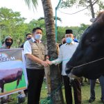 Idul Adha 1442 Hijriah, HD Sebar 100 Ekor Sapi Untuk Masyarakat Sumsel Idul Adha 1442 Hijriah, HD Sebar 100 Ekor Sapi Untuk Masyarakat Sumsel