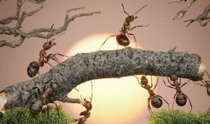 Dongeng dari Negeri Semut