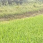 Tanggul OPLA Jebol, Gelombang Panas Picu Gagal Panen di Desa Lebung