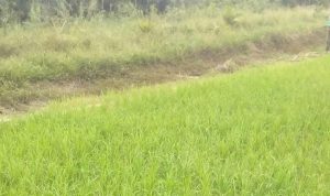 Tanggul OPLA Jebol, Gelombang Panas Picu Gagal Panen di Desa Lebung