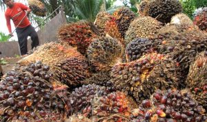 Nilai Ekspor Sawit Indonesia 2021 Tembus Rp419,3 Triliun; Tertinggi Dalam Sejarah