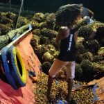 Jerit Petani Dibalik Anjloknya Harga Sawit, Siapa Biang Keroknya?