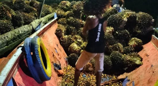 Jerit Petani Dibalik Anjloknya Harga Sawit, Siapa Biang Keroknya?