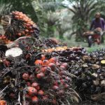 Harga TBS Murah Ketika Ekspor Produk Sawit Justru Sedang Melonjak